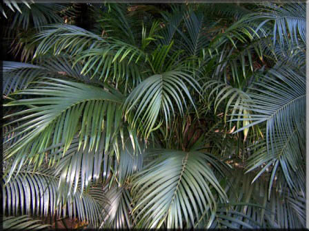 Chamraeodora Atroviren – Cascade Palm