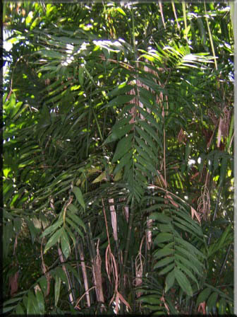 Chamaedorea Costaricana