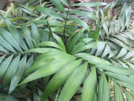P_ChamraedoreaElegans–ParlourPalm