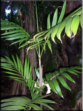 Chamaedorea Tepejilote