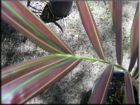 Chambeyronia Macrocarpa – Flame Leaf