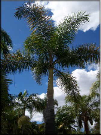 Wodyetia Bifurcata – Foxtail Palm