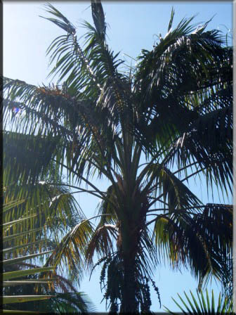 Howea Forsteriana – Kentia