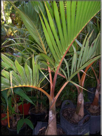 Hyophorbe Lagenicaulis – Bottle Palm