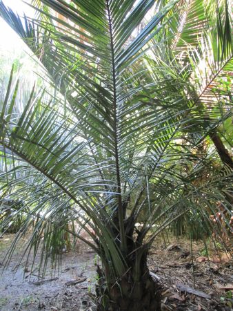 P_JubaeaChilensis–ChileanWinePalm