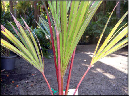 Latania Lontaroides -  Red Latin Palm