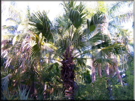 Livenstonia Chinensis – Chinese Fan Palm