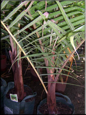 Neodypsis Darianii – Redneck Palm