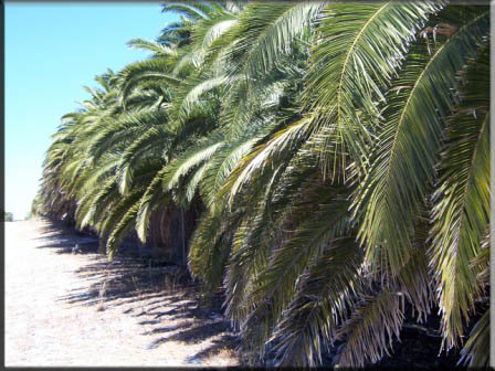 Phoenix Canariensi – Canary Island Date Palm
