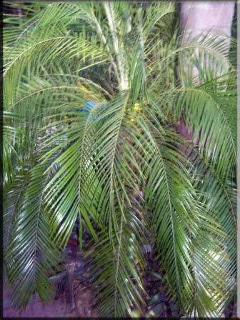 Phoenix Roebelenii – Minature Date Palm