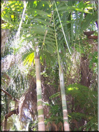 Ptychosperma elegan – Solitare palm