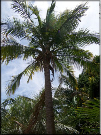 Ravenea Rivularis – Majestic palm