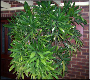 Rhapis Excelsa – Lady Palm