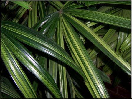 Rhapis Excelsa – Varigated Lady Palm