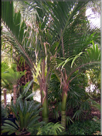 Rhopalostylis Baueri – Norfolf Feather Duster