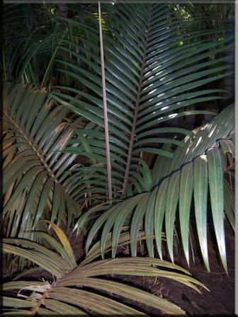 Rhopalostylis Sapida - NZ Feather duster