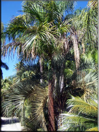 Roystonia Regia – Cuban Royal Palm