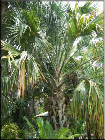 Sabal Palmetto