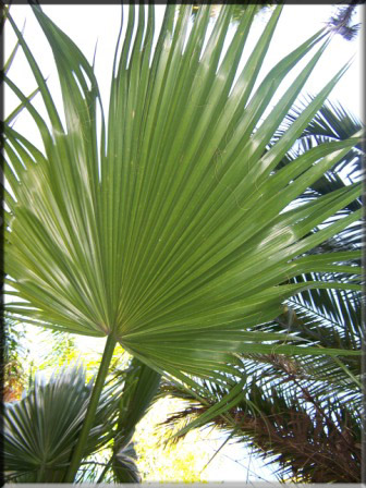 Washingtonia Filifera – Cotton Palm