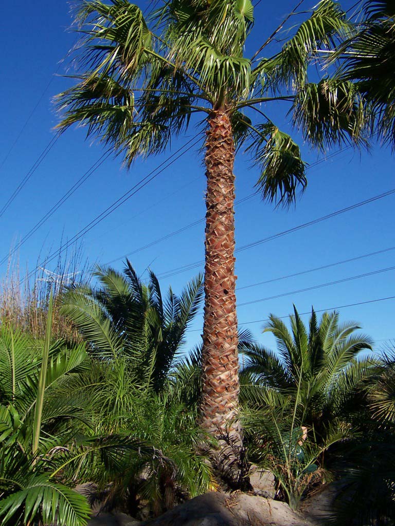 Coast Road PalmsFor The Tropical LookPerth's best palm/cycad/bamboo